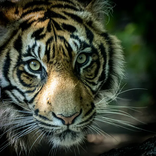 Vackert Porträtt Ung Tiger — Stockfoto