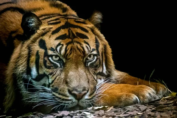 Portrait Tigre Repos — Photo