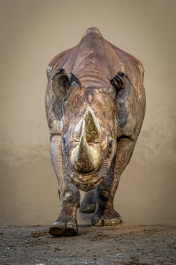 Kumda yürüyen büyük bir gergedan.