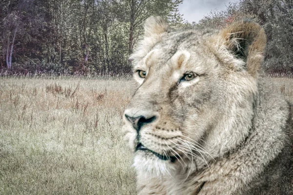 Leão Fêmea Africano Que Jaz Grama Alta — Fotografia de Stock