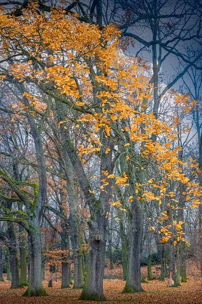 Падіння Кольорового Апельсинового Листя Виблискує Землі Буковому Лісі — стокове фото