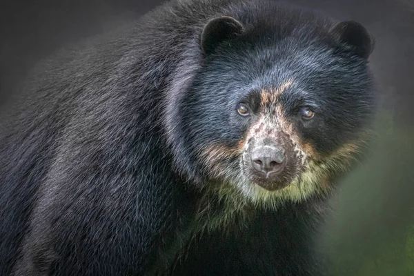 Portrait South American Bear — Stock Photo, Image