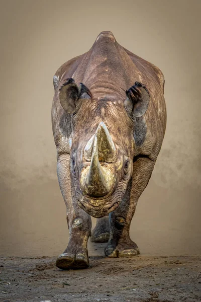 Kumda yürüyen büyük bir gergedan.