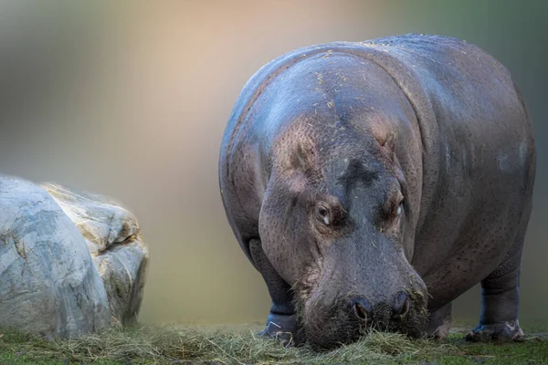 Hipopotama Hipopotam Stojącego Trawie — Zdjęcie stockowe