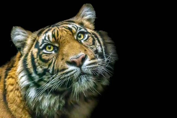 Profil Tigre Assis Devant Fond Noir — Photo