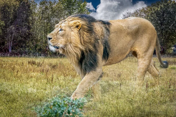 León Macho Caminando Través Hierba Alta — Foto de Stock