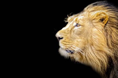 Siyah arka planda bir erkek aslanın yan portresi