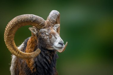 Yeşil bir arkaplandan önce vahşi bir koyun profili