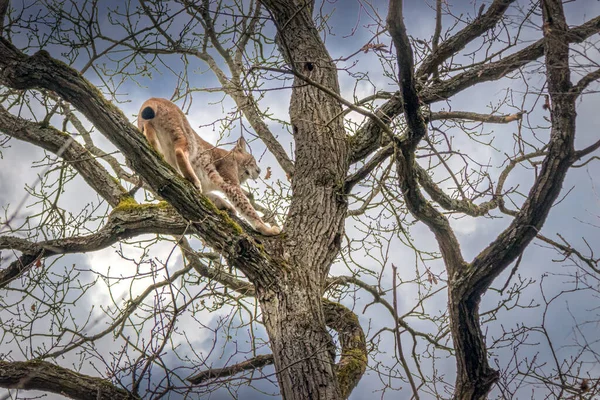 一只山猫爬上一棵树坐在树枝上的特写 — 图库照片