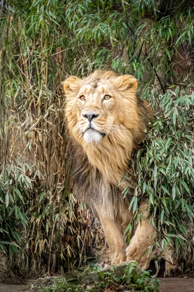 Een Grote Mannelijke Leeuw Die Uit Jungle Komt — Stockfoto