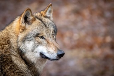 Kahverengi arka planda gri bir kurdun portresi