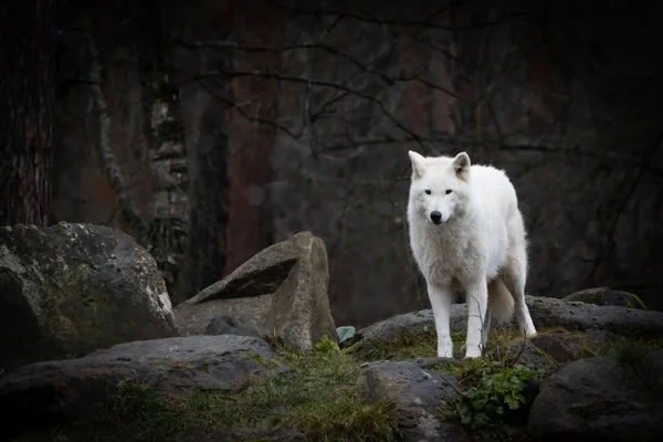Европейский Волк Тундры Стоящий Вершине Горы Скал — стоковое фото