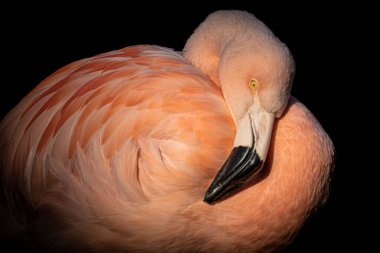 Pembe bir flamingonun parlak gözlü güzel portresi.