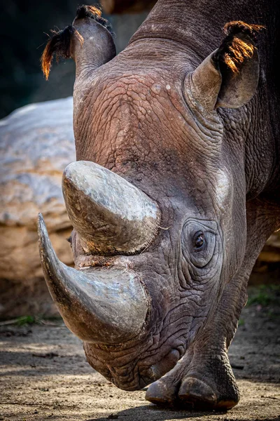 Porträt Eines Afrikanischen Nashorns — Stockfoto