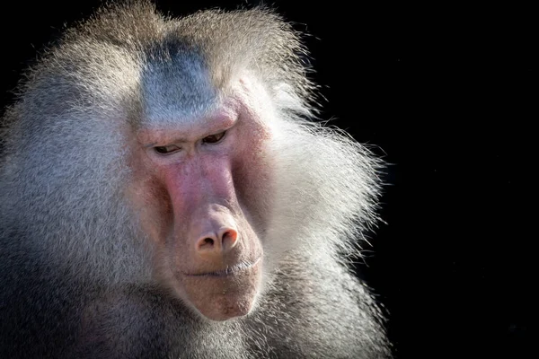 Portret Van Een Baviaan Naar Beneden Kijkend — Stockfoto