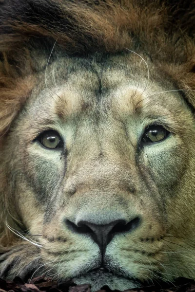 Portret Van Een Mannelijke Leeuw Recht Kijkend — Stockfoto