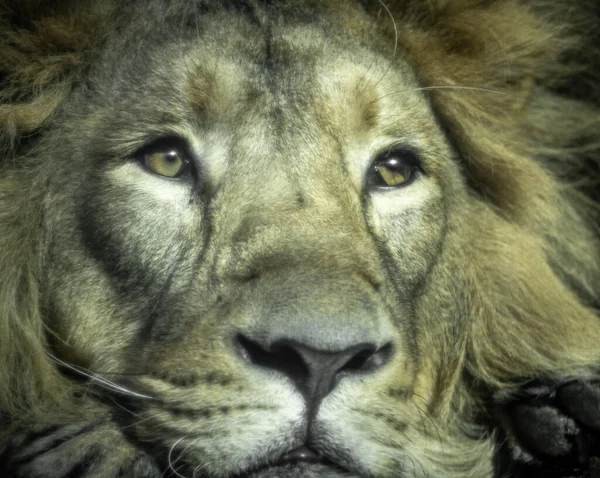 Πορτρέτο Αρσενικού Λιονταριού Φωτεινά Μάτια — Φωτογραφία Αρχείου