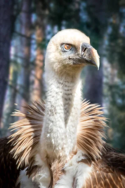 Portrait Vulture Forest — Stock Photo, Image
