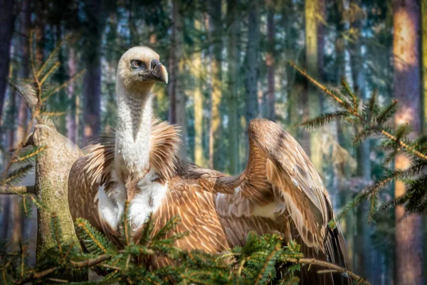 Vulture Sitting Tree Wings Spread — Stock Photo, Image