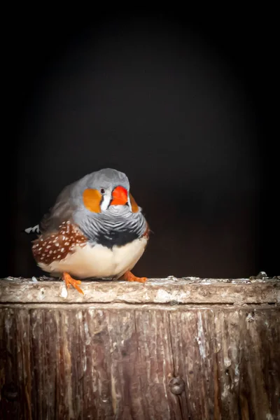 一只坐在栅栏上的五彩斑斓的小鸟 — 图库照片