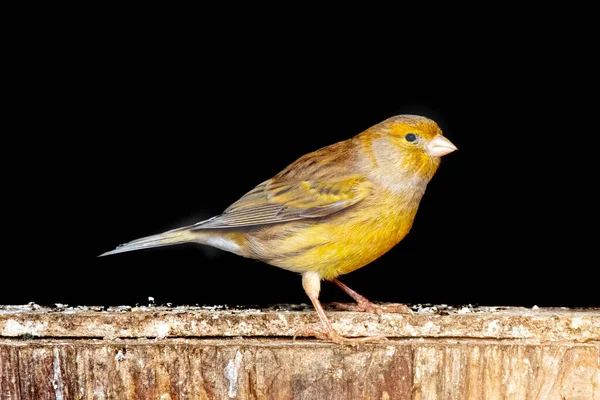 Petit Oiseau Canari Debout Sur Une Clôture — Photo