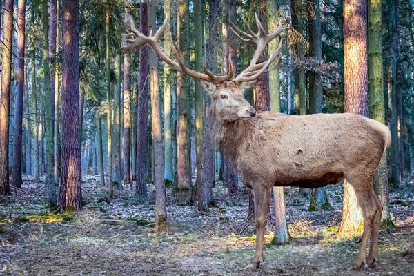 Високий Чоловічий Олень Стоїть Лісі — стокове фото