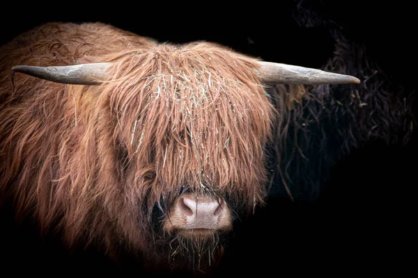 Портрет Крупным Планом Высокогорной Коровы — стоковое фото