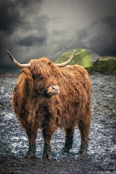 Шотландская Горная Корова Бурный День — стоковое фото