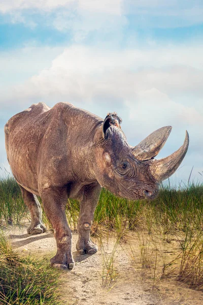 Grey Rhino Standing African Desert — Stock Photo, Image