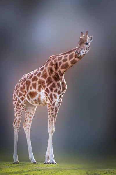Retrato Artístico Uma Girafa Alta — Fotografia de Stock