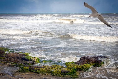 Fırtınalı bir günde okyanus dalgaları kayalık bir kıyıya vurur..