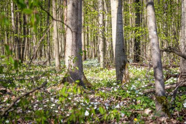 bahar çiçekleri orman zeminini kaplıyor
