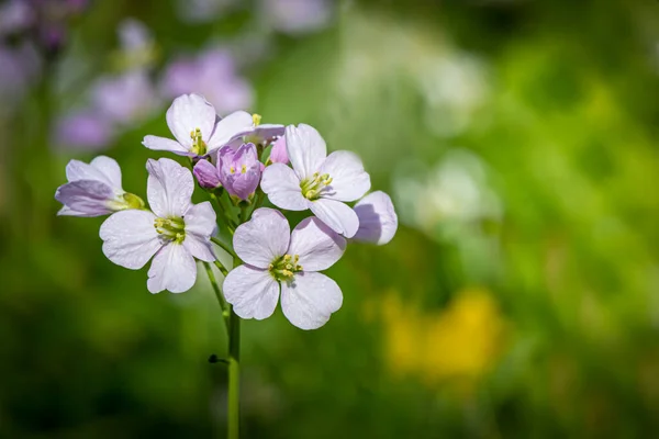 森林地面上紫色春花草花的特写 — 图库照片