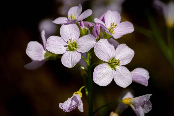 Közeli Kép Egy Lila Tavaszi Máj Virág Erdő Padlóján — Stock Fotó
