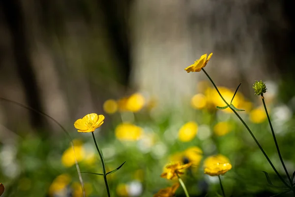 Közeli Kép Egy Sárga Tavaszi Boglárka Virág Erdő Padlóján — Stock Fotó