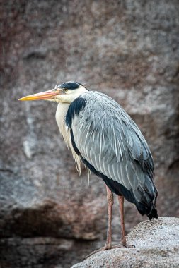 Kayaların üzerinde duran uzun gri balıkçıl kuşunun yakın çekimi