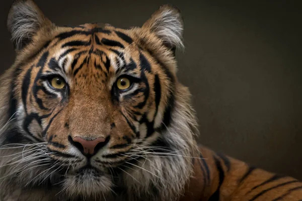 Portrait Rapproché Tigre Sauvage Impatient — Photo