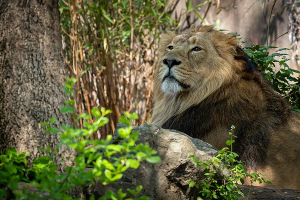 Самца Льва Отдыхающего Лесу — стоковое фото