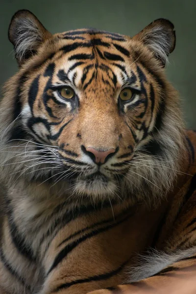 Närbild Porträtt Vild Tiger Ser Fram Emot Med Öppna Ögon — Stockfoto