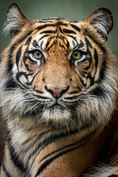 Closeup Portrait Wild Tiger Looking Forward Open Eyes —  Fotos de Stock