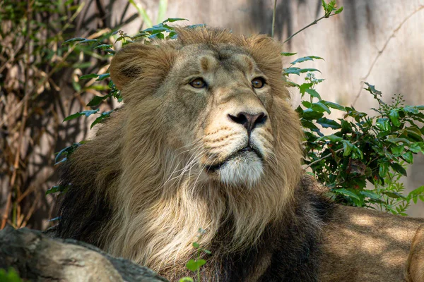 Zbliżenie Portret Samca Lwa Leżącego Krzakach — Zdjęcie stockowe