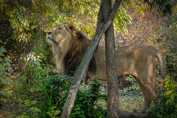 Male Lion Standing Forest — Foto de Stock