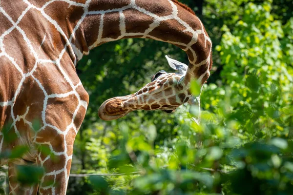 Giraffe Jstanding Forest Neck Bend — стоковое фото
