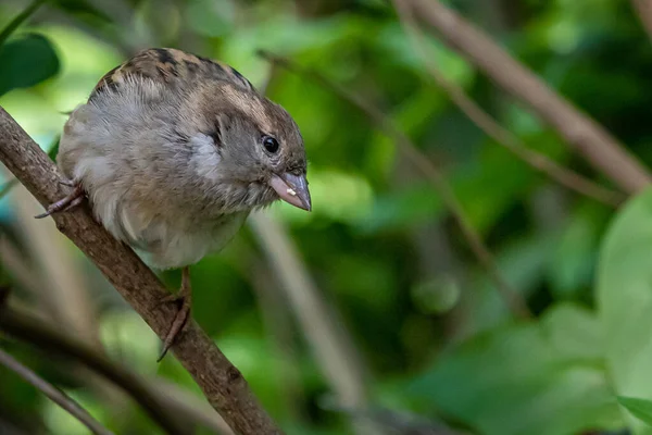 Small House Sparrow Sitting Bushes —  Fotos de Stock