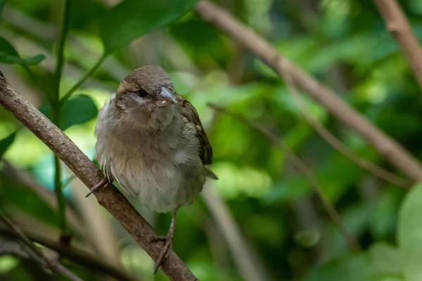 灌木丛中坐着一只小麻雀 — 图库照片