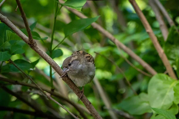 Small House Sparrow Sitting Bushes —  Fotos de Stock