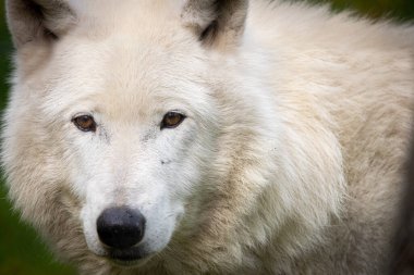 portrait of a white european tundra wolf
