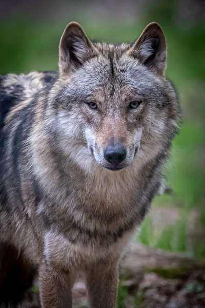 Yeşil arkaplandan önce gri kereste kurdunun dikey portresi