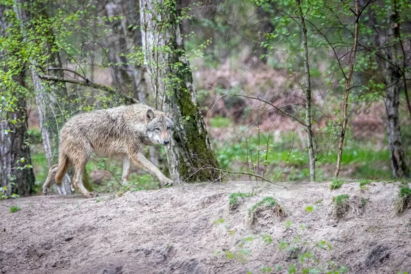 Common Gray Wolf Walking Forest — стоковое фото