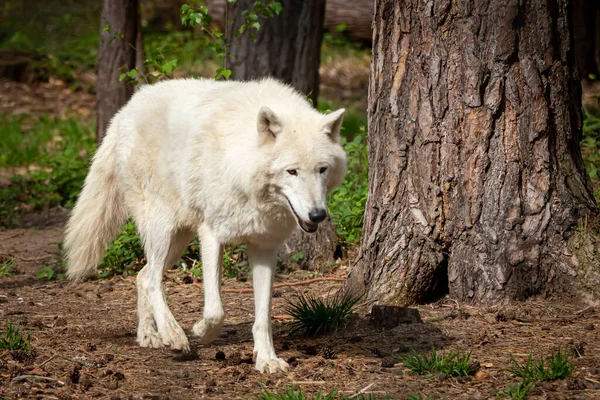 Portrait White European Tundra Wolf Walking Forest — стоковое фото